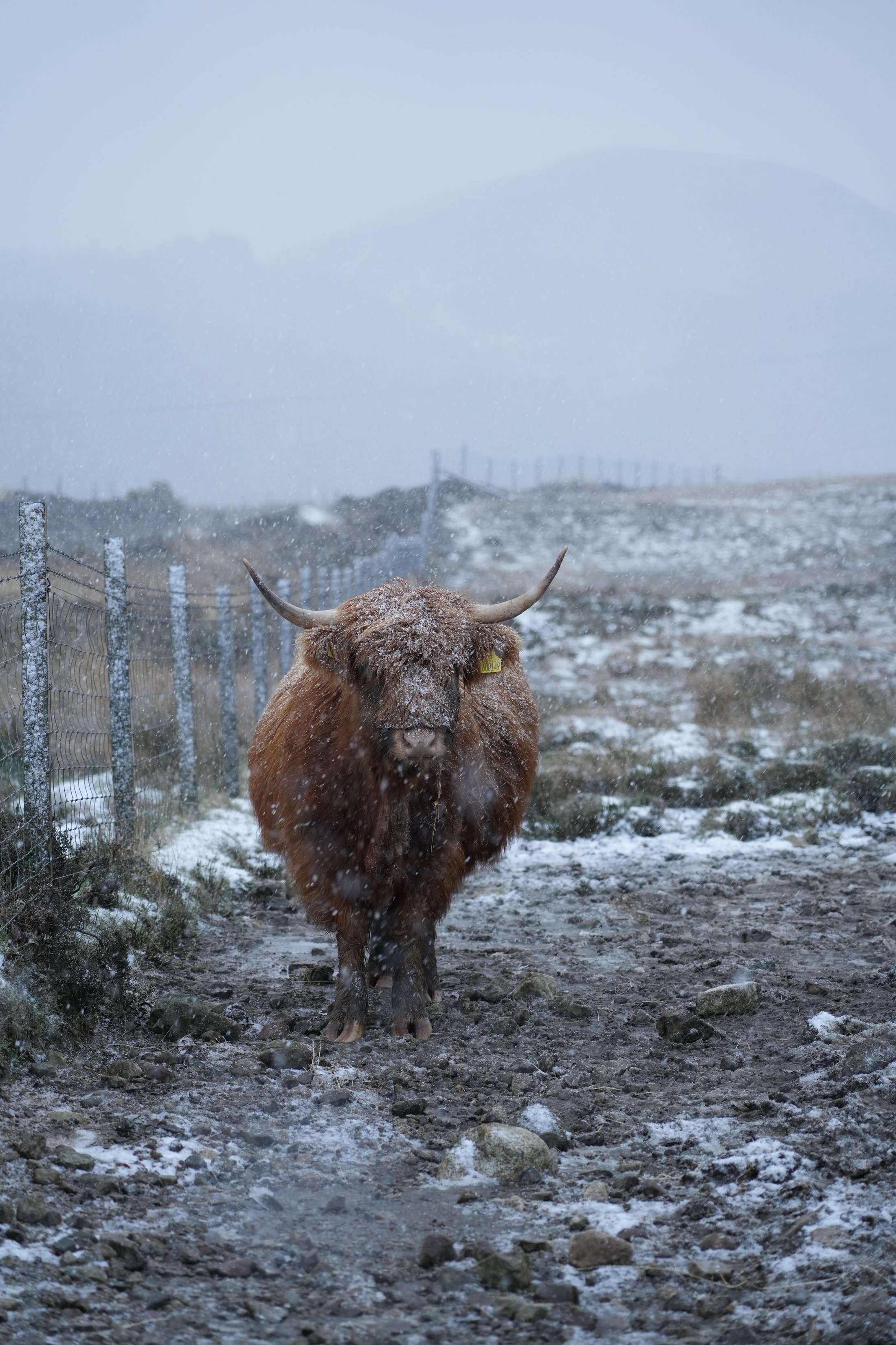 Ox in the Snow